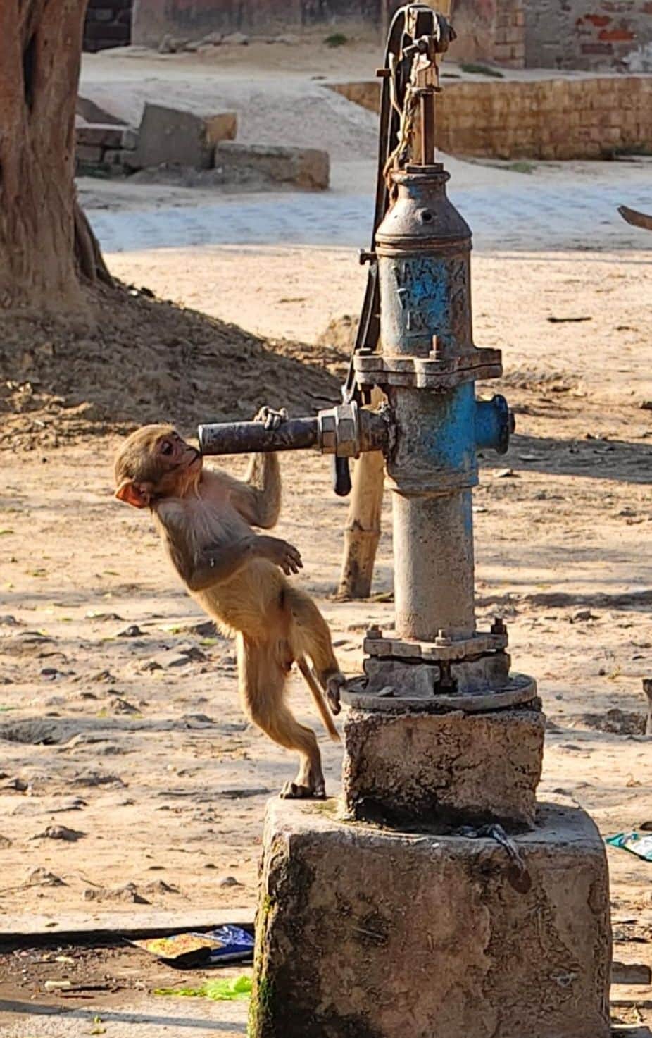 कोटवाधाम में प्यासा बंदर हैंडपंप की टोंटी में पानी की बूंद तलाशता