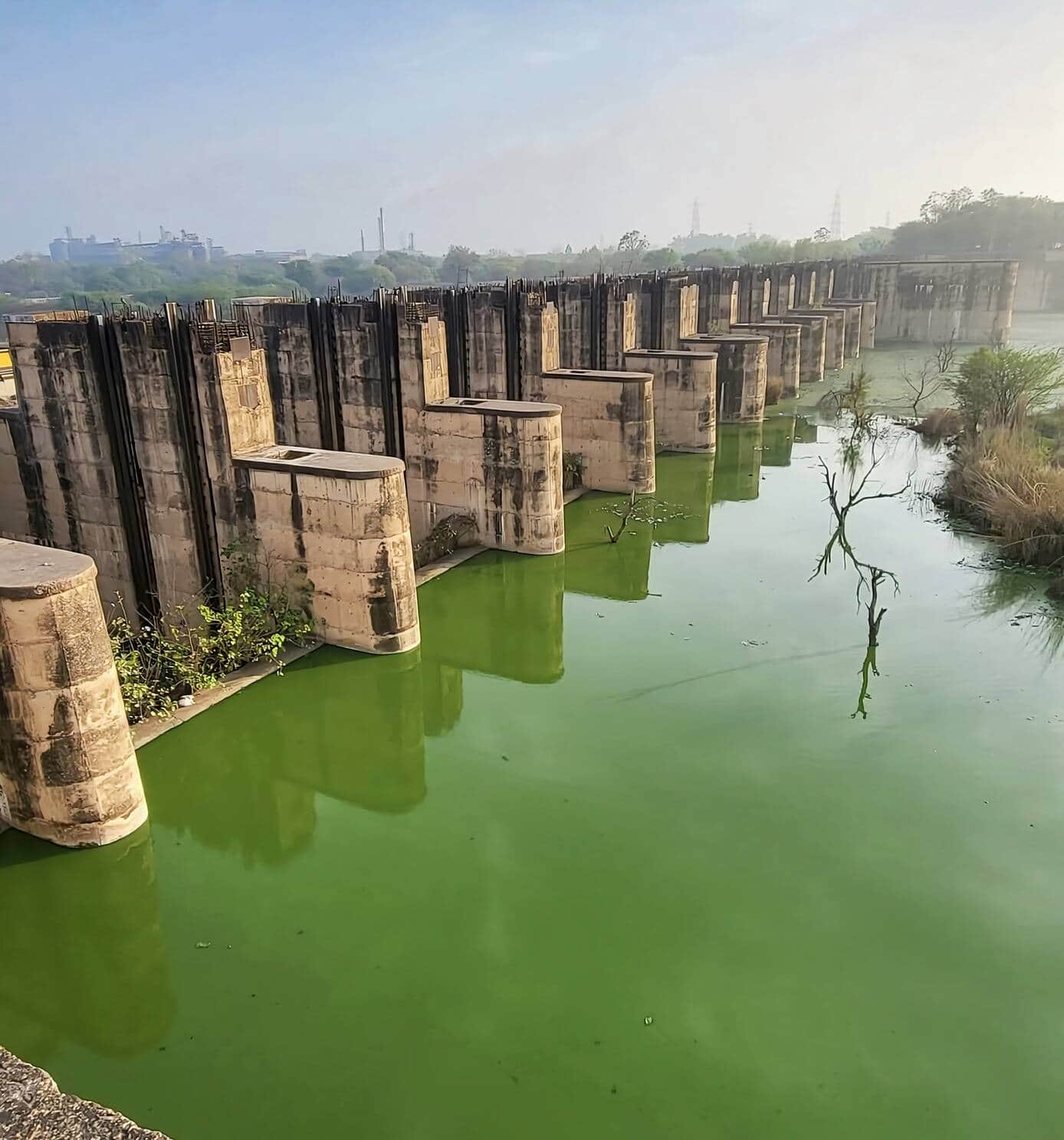 मसानी बैराज में जमा दूषित पानी। संवाद