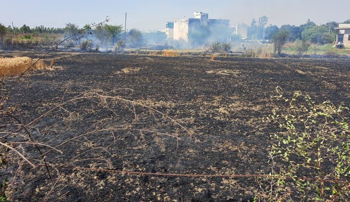 Four bighas of wheat crop burnt to ashes due to fire