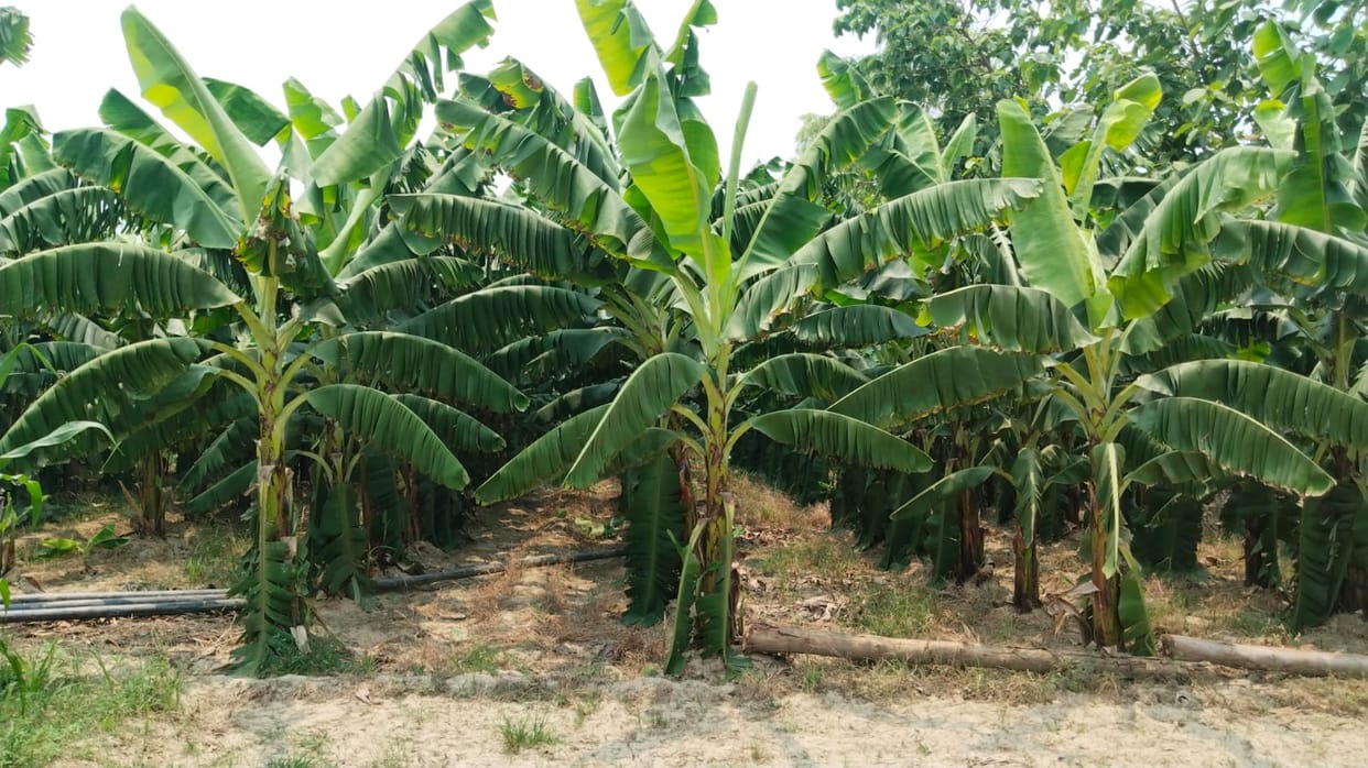 Farmers troubled by inflation have adopted banana cultivation.
