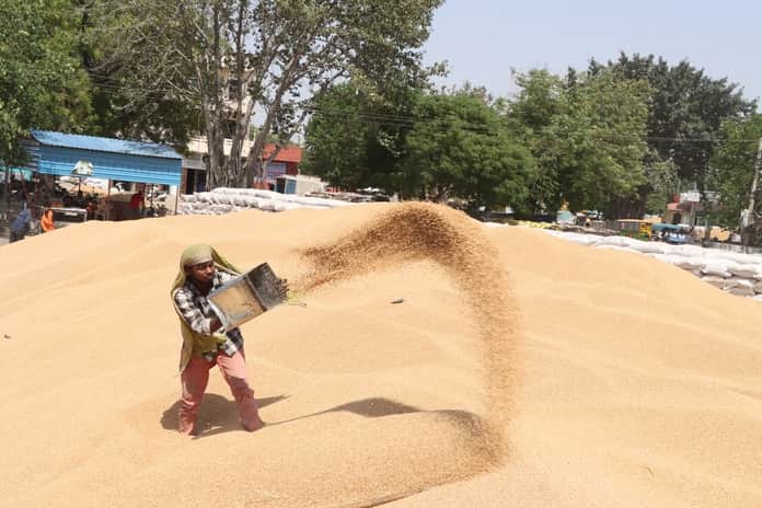 22-पीला सोना…रोहतक नई अनाज मंडी में गेहूं की आवक के बाद परिसर में फैले गेहूं को उछालकर सिमे