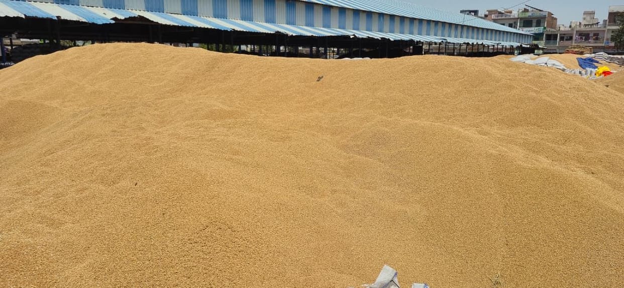 After remaining closed for two days, government procurement of wheat took place in the markets.