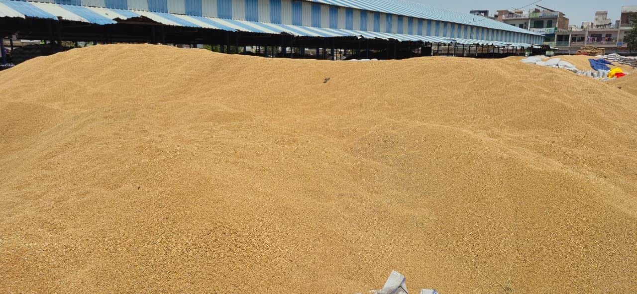 भिवानी की अनाज मंडी में लगे गेहूं के ढेर। 
