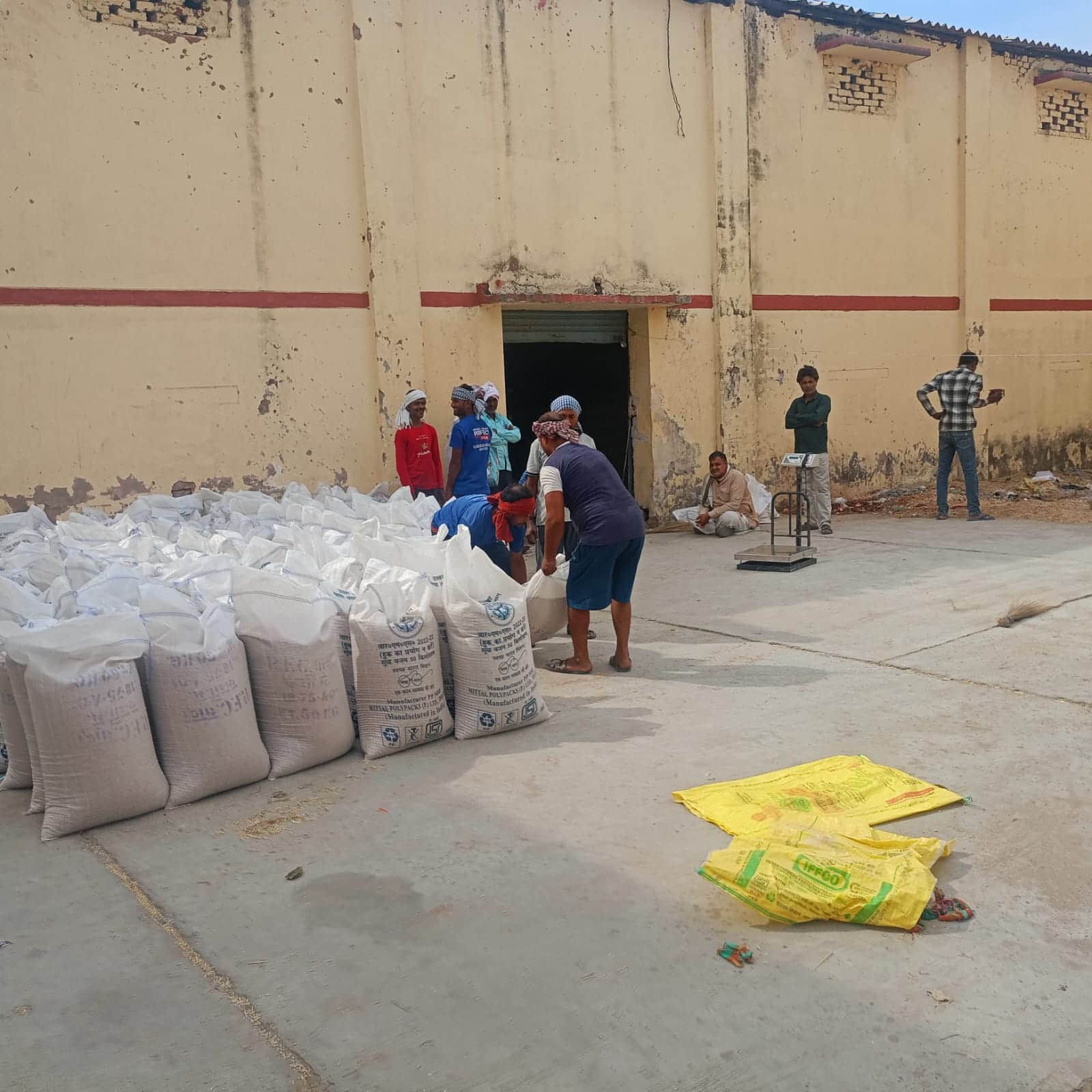 फोटो 20 सीकेटीपी 12 सरकारी केंद्र में गेहूं तौलते मजदूर-संवाद