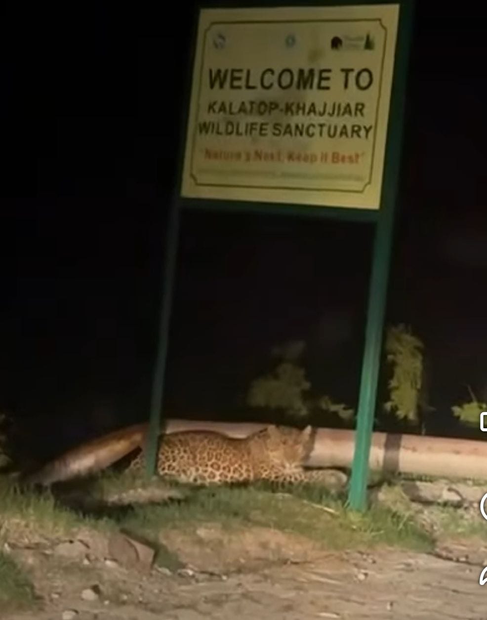 Leopard spotted on the roadside in Kalatop