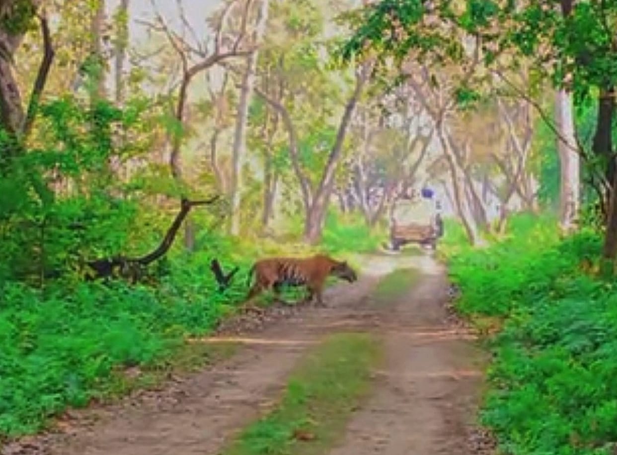 The tiger passed in front of the tourists, they were thrilled.