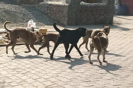 Dogs terrorize Ward 13, making it difficult to leave the house