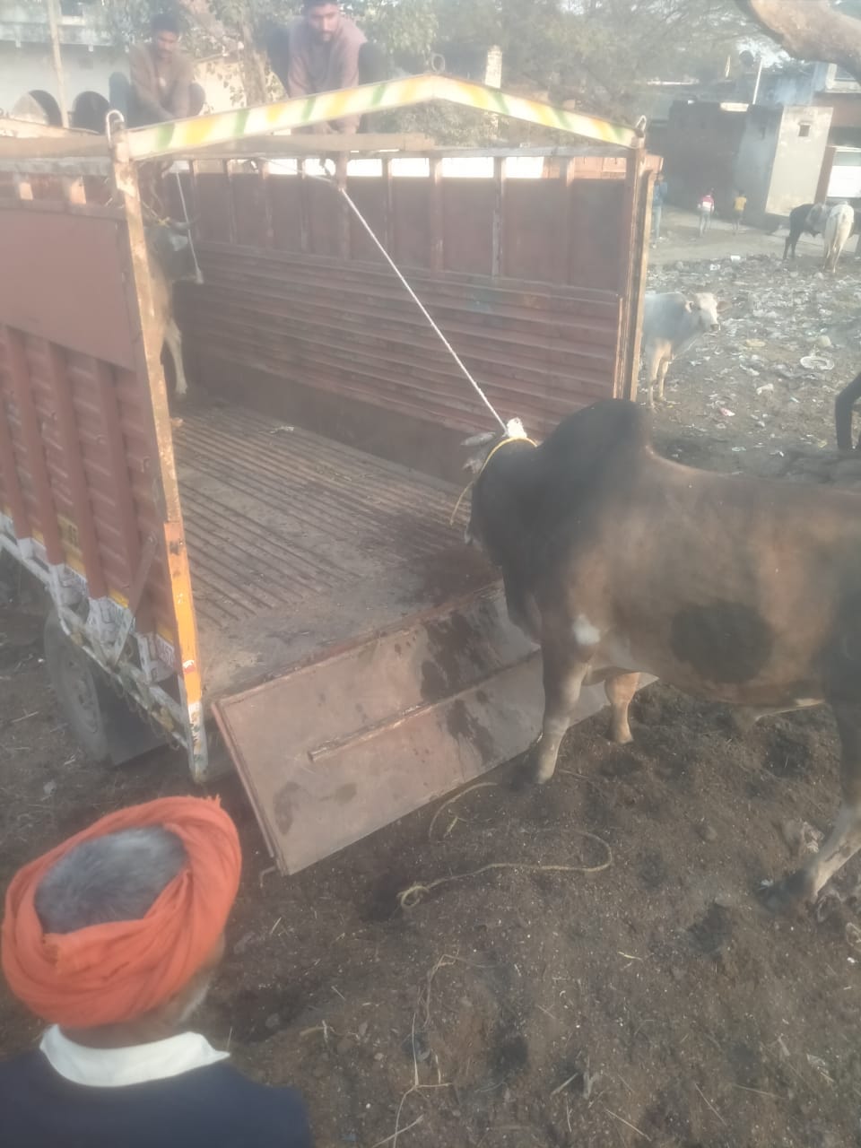 Cowsheds with less than a hundred cattle will be closed, cattle from four small cowsheds of Saiya have started being sent to bigger cowsheds.