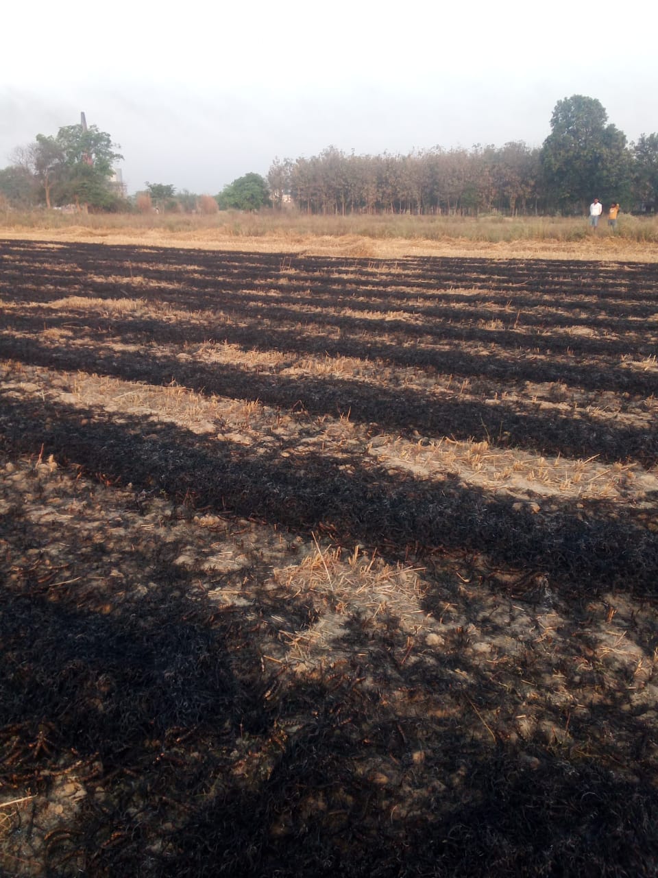 Two bighas of wheat crop destroyed by fire.