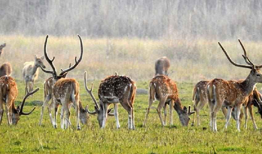 Reindeer counting begins at Shuklaphanta Nikunj
