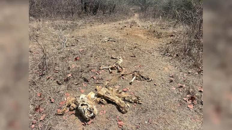 फोटो - 11 जंगल में मिला बाघ का शव। स्त्रोत : विभाग