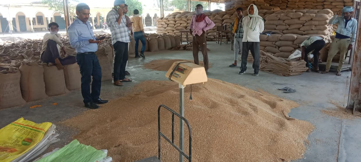Wheat procurement picks up pace, sack crisis deepens