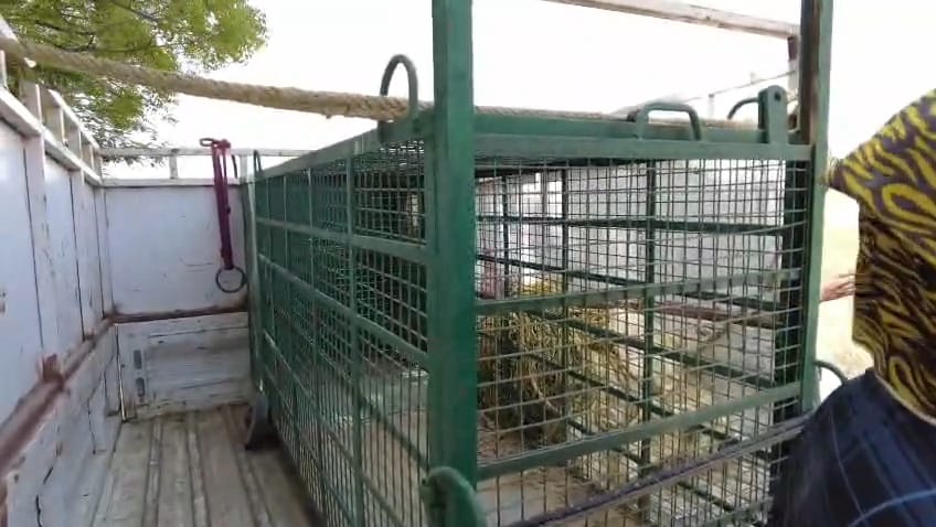 Leopard attacks elderly farmer in field, panic grips villages along Yamuna river