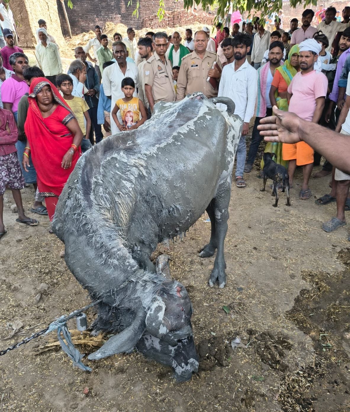 Buffalo and calf died in hut fire