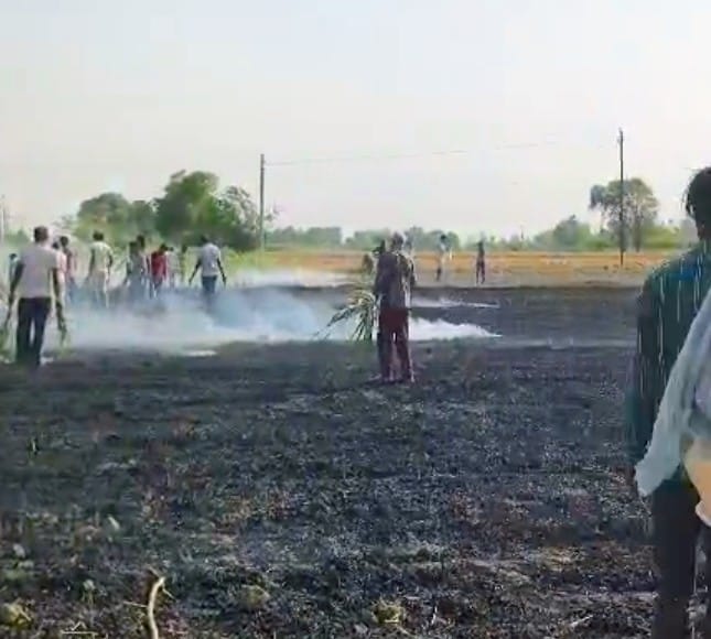 Seven bighas of wheat crop burnt due to short circuit