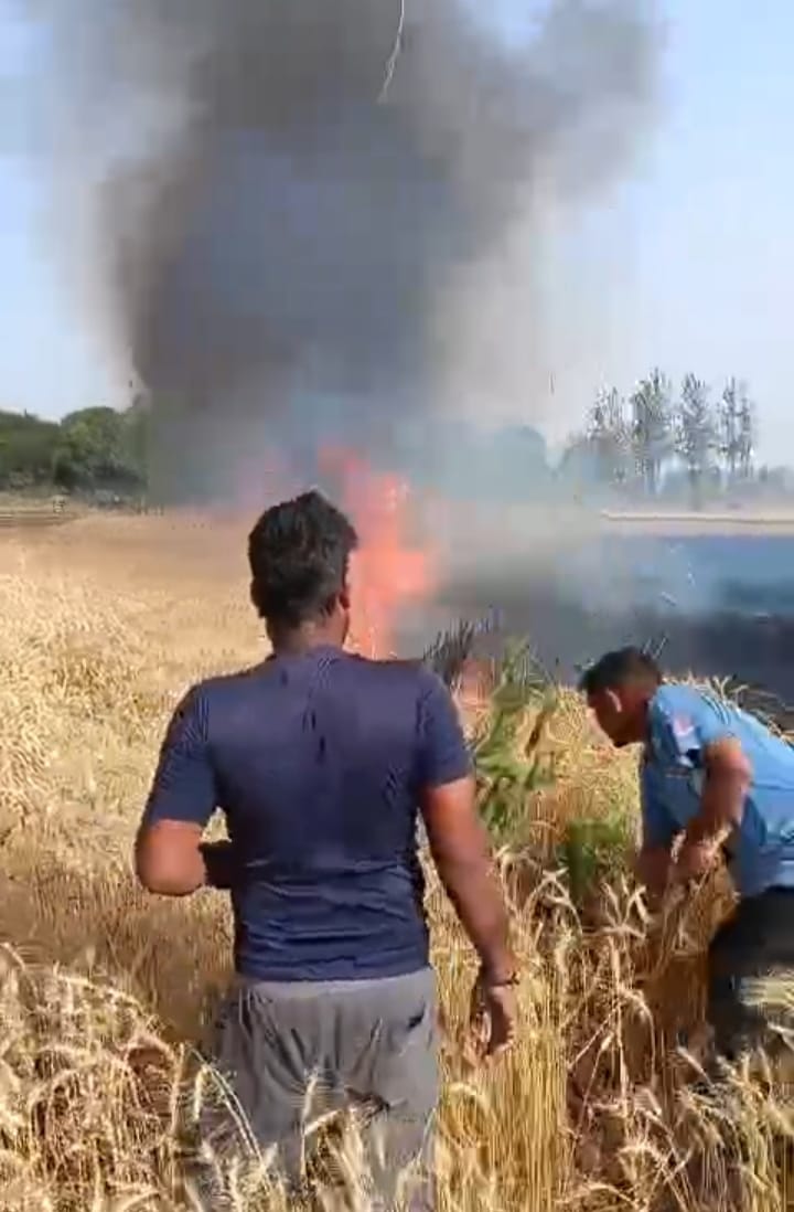 Five bighas of wheat crop burnt in Tatina