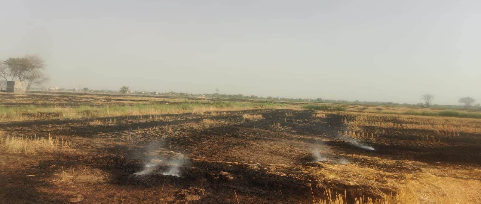 गांव दांग के पास खेतों में जले गेहूं के अवशेष ।
