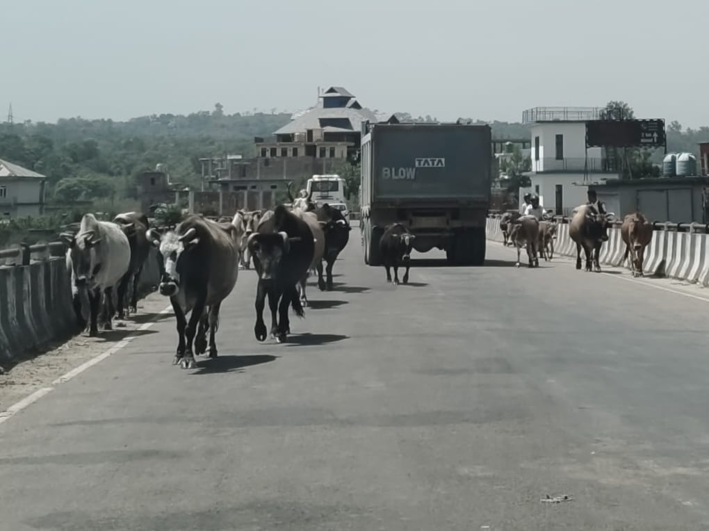 Drivers helpless... stray animals dictate the speed of traffic