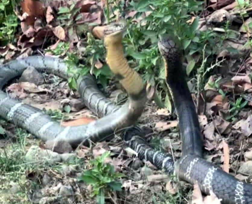 Rare pair of King Cobra spotted in Basanta Corridor