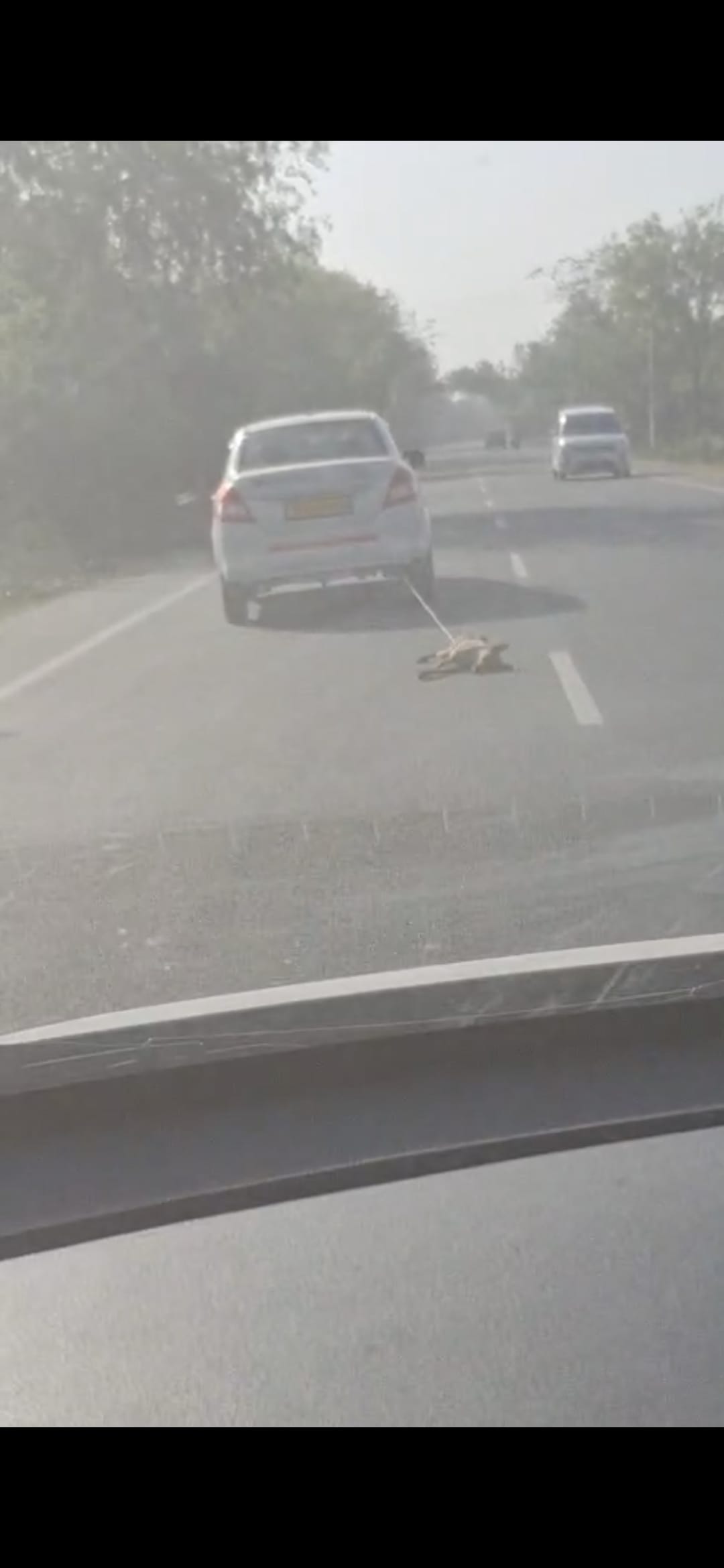 Dog dragged from car with DTO written on it, video goes viral
