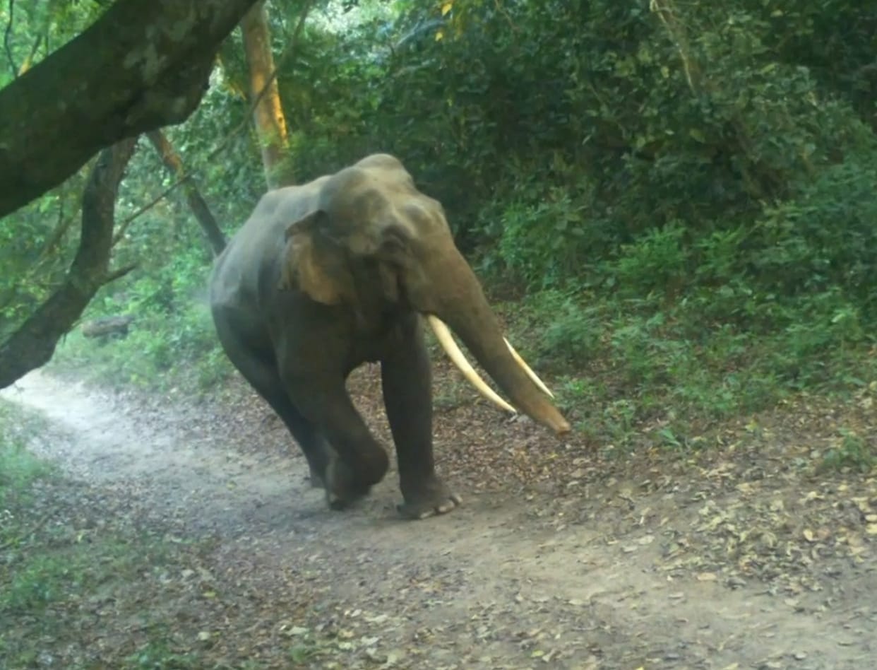 Tourists were thrilled to see the elephant