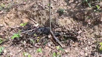 Elderly Woman Body Found in Bushes Murder Suspected Over Land Dispute Police Launch Investigation in Raigarh