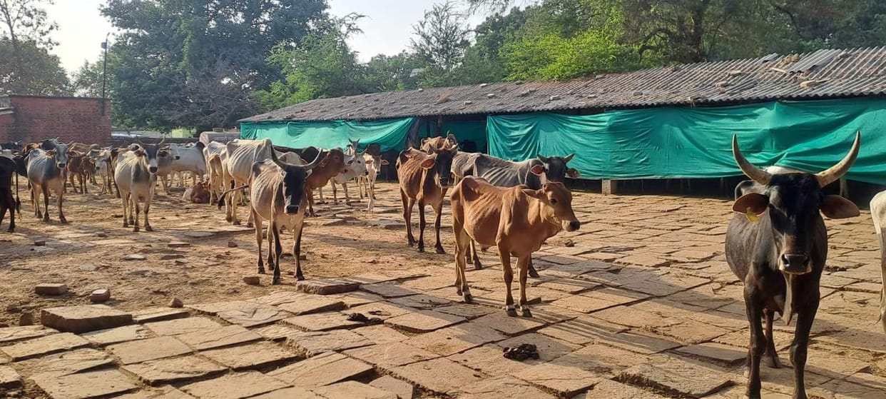 A cowshed for 500 animals will be built in Chakiya for 16.5 million