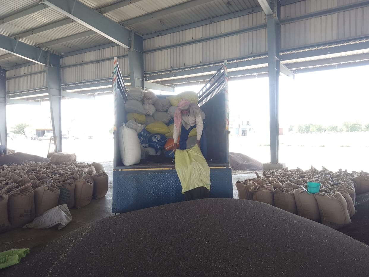 Moisture Halts Mustard Sales; Prices Rise... Yet Farmers Remain Distressed