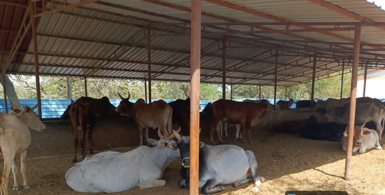 The district's cow shelters need donated straw.