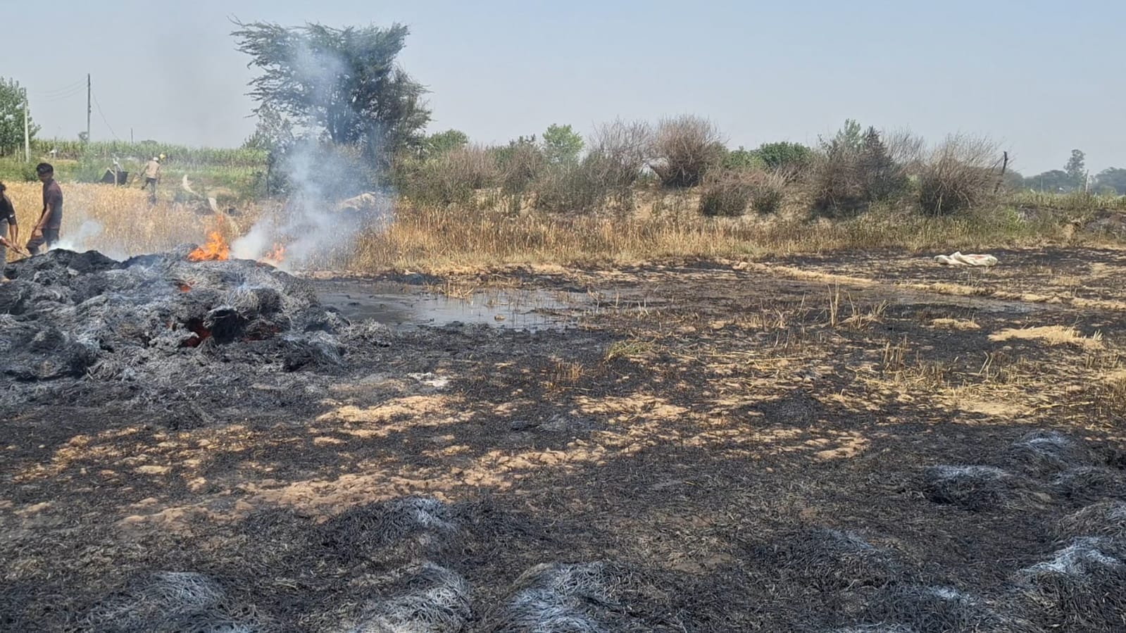 Fire in standing wheat crop, five bighas burnt to ashes