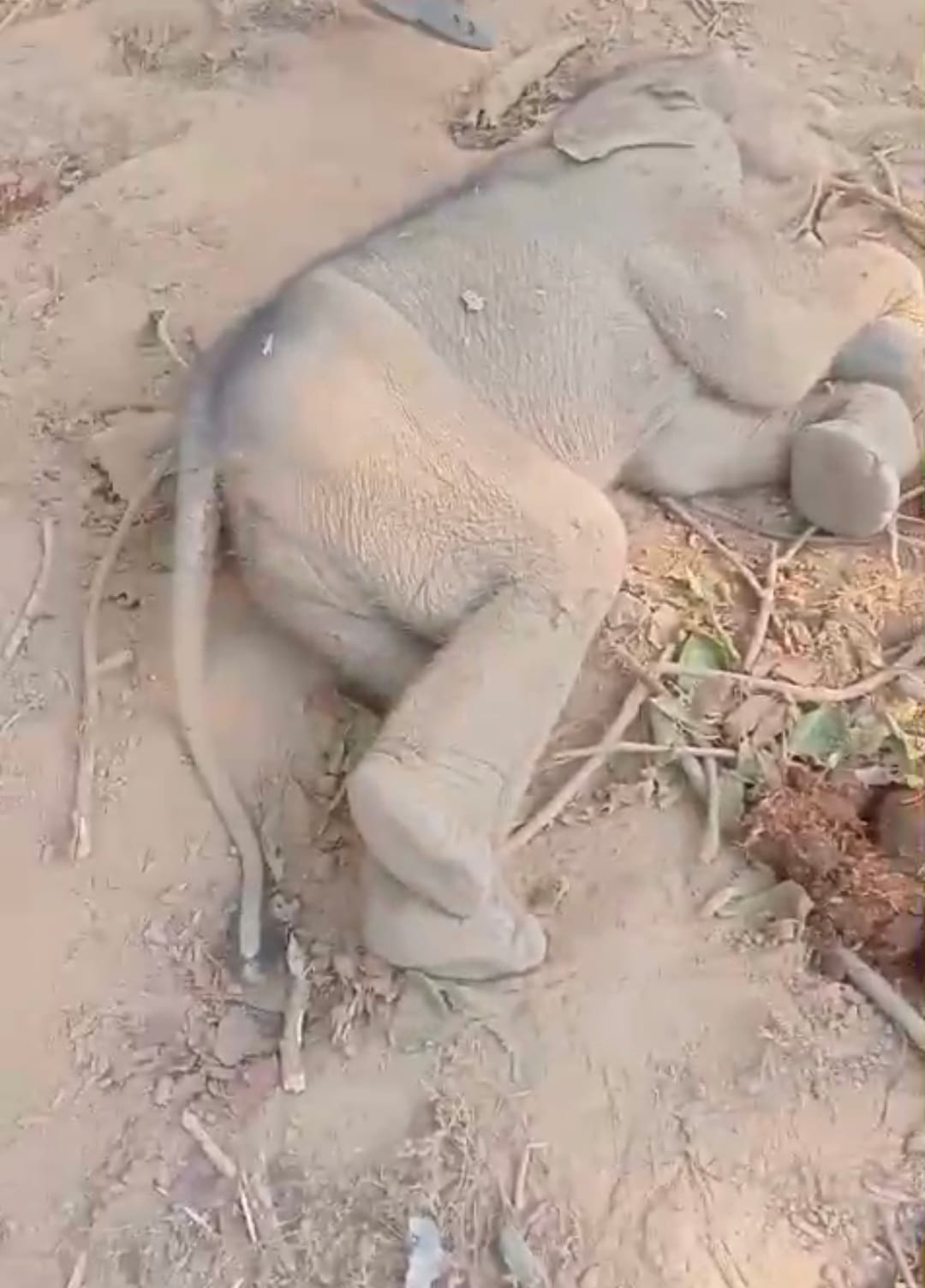 Body of a baby elephant found in Raigarh