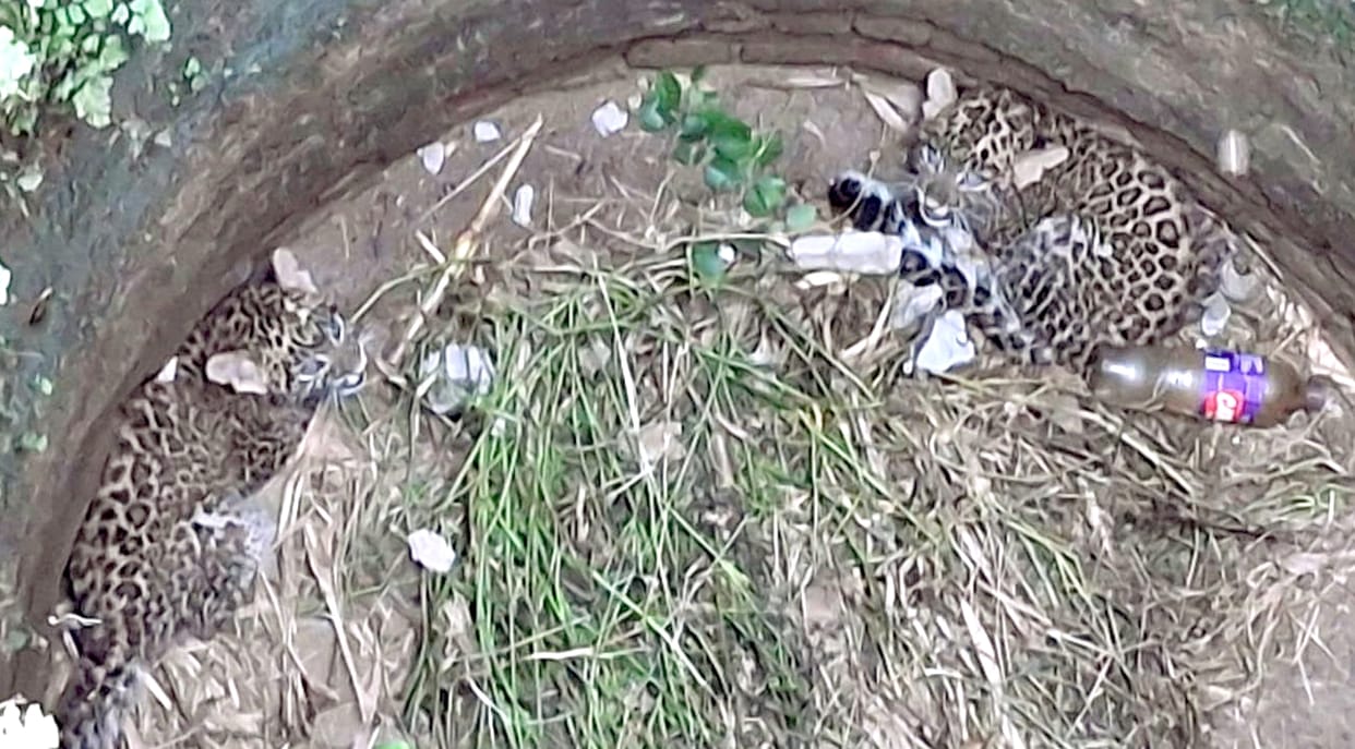 Two leopard cubs fell into a well, rescued safely by the forest department