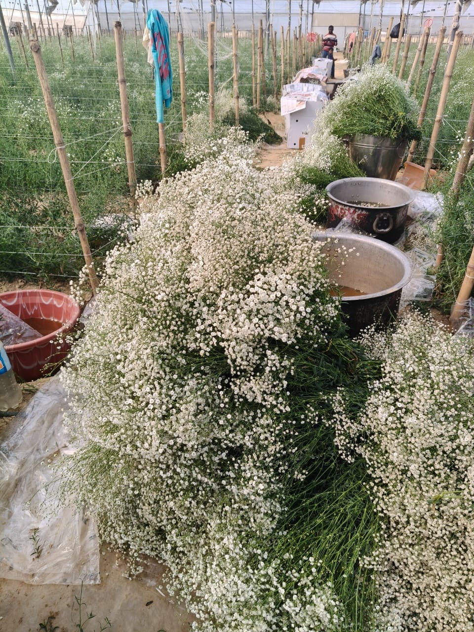 Farmers earn lakhs of rupees from Gypso Fila flower cultivation