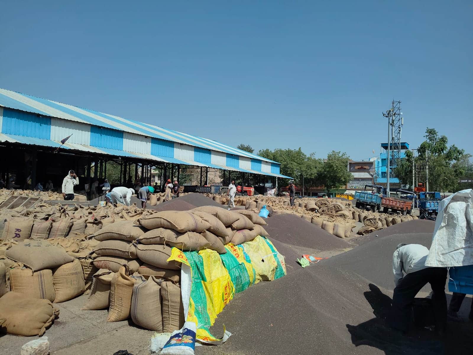 सरसों से अटी नई अनाज मंडी। संवाद