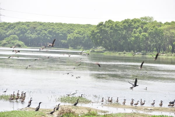 Shekha Lake Bird Sanctuary in Aligarh becomes India's 99th Ramsar site