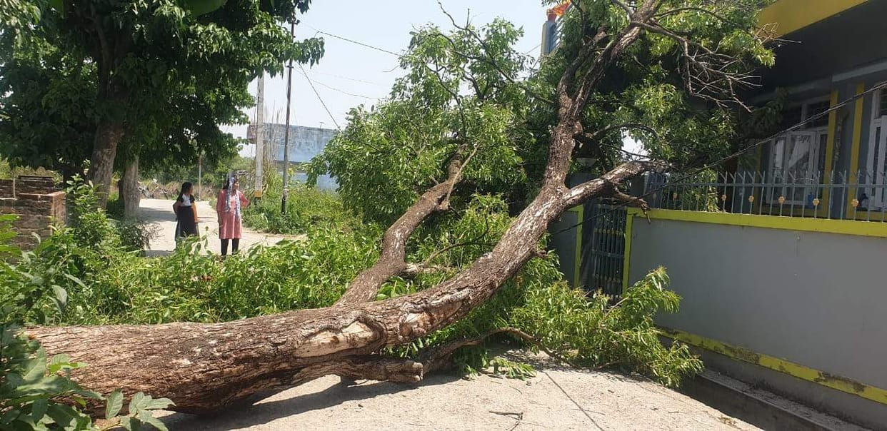 Tree falls on house, boundary wall damaged