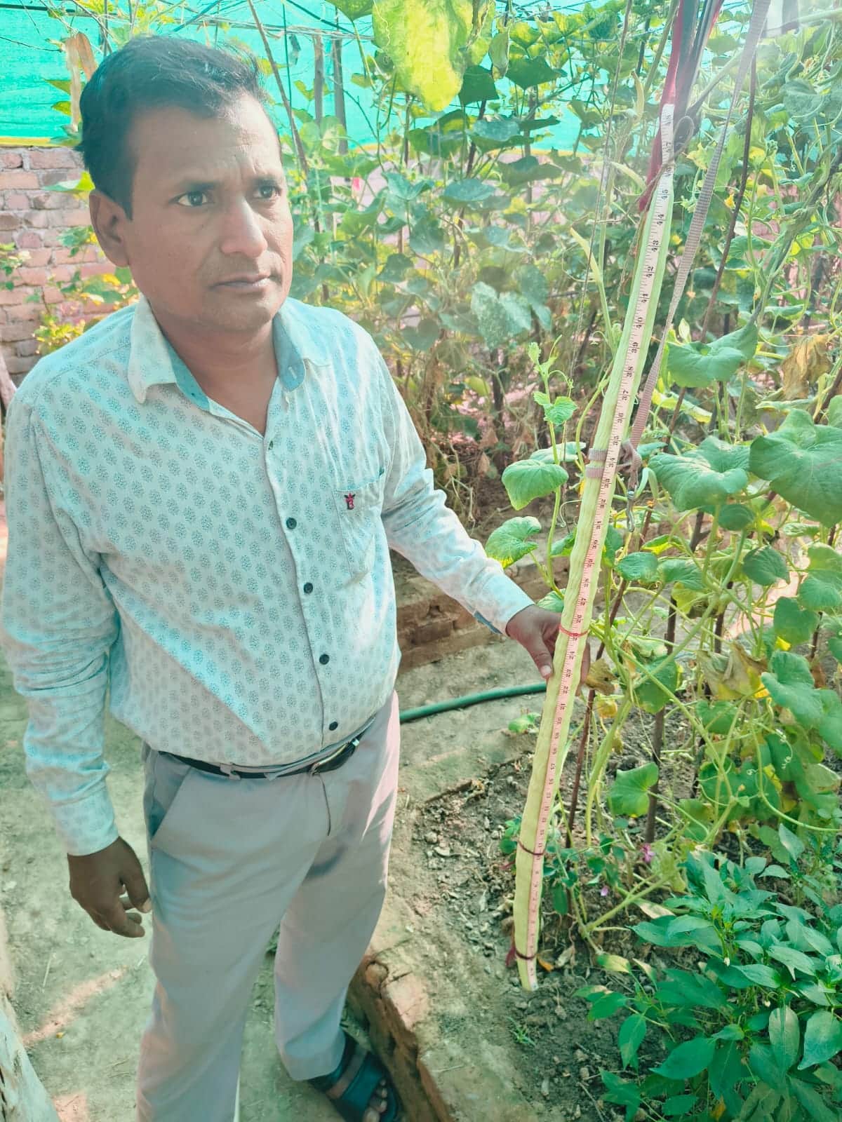 फोटो - 11 ककड़ी की लंबाई दिखाते बच्चीलाल। संवाद