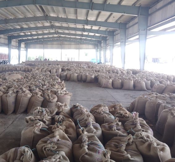 Excess Moisture in Mustard Raises Farmers' Concerns; Three Lots Rejected