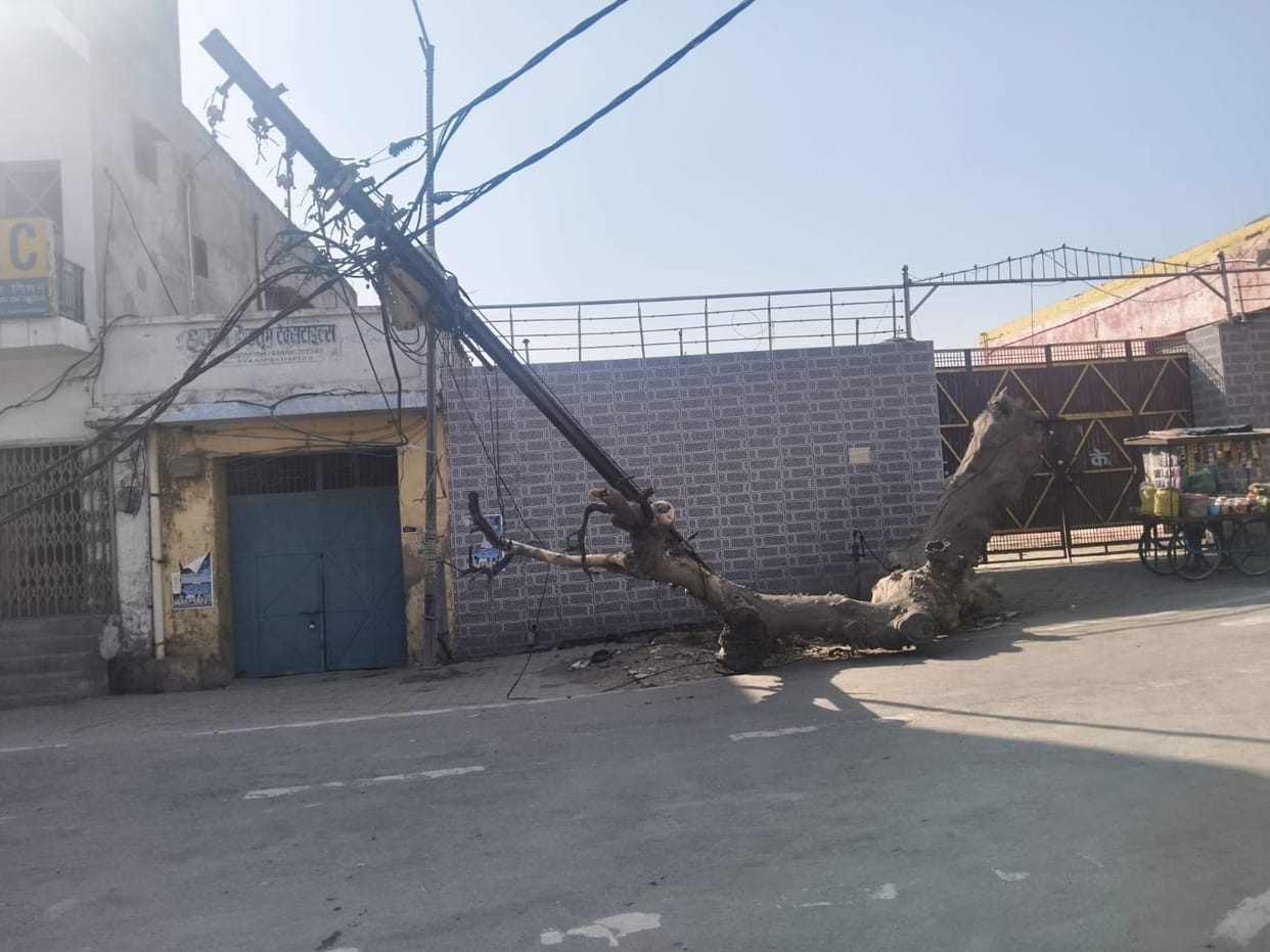 Electricity supply disrupted due to tree falling on pole