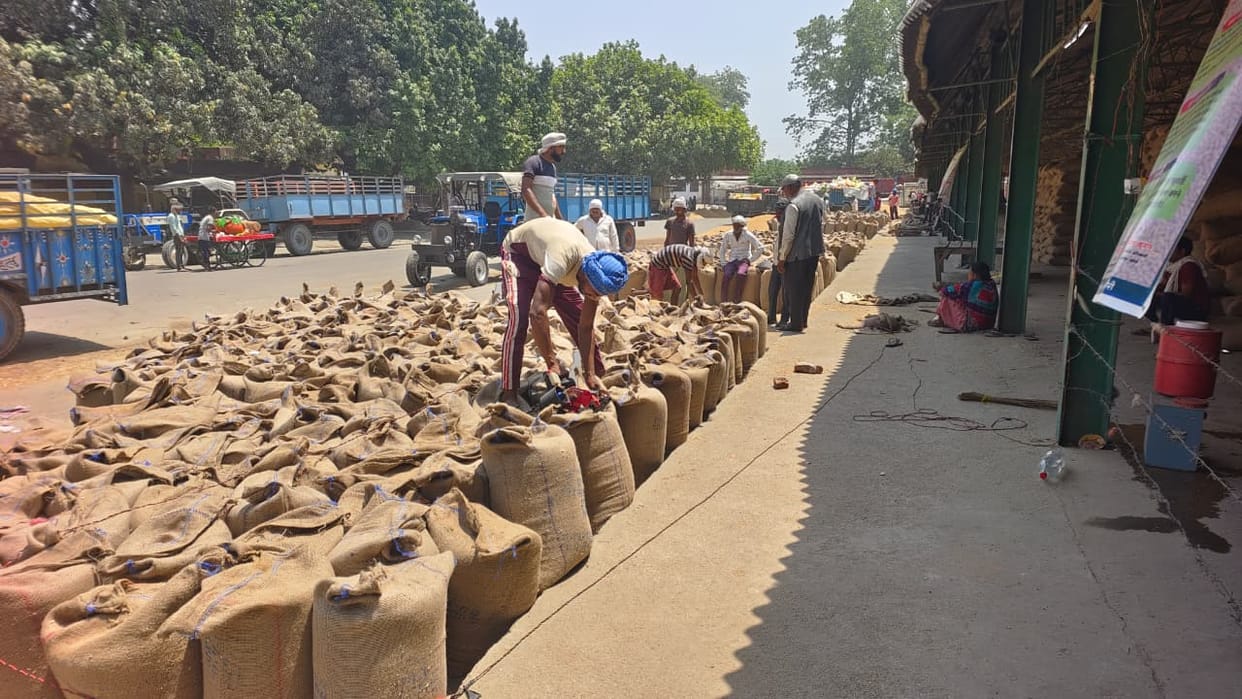 10,000 MT of wheat purchased from 1,300 farmers