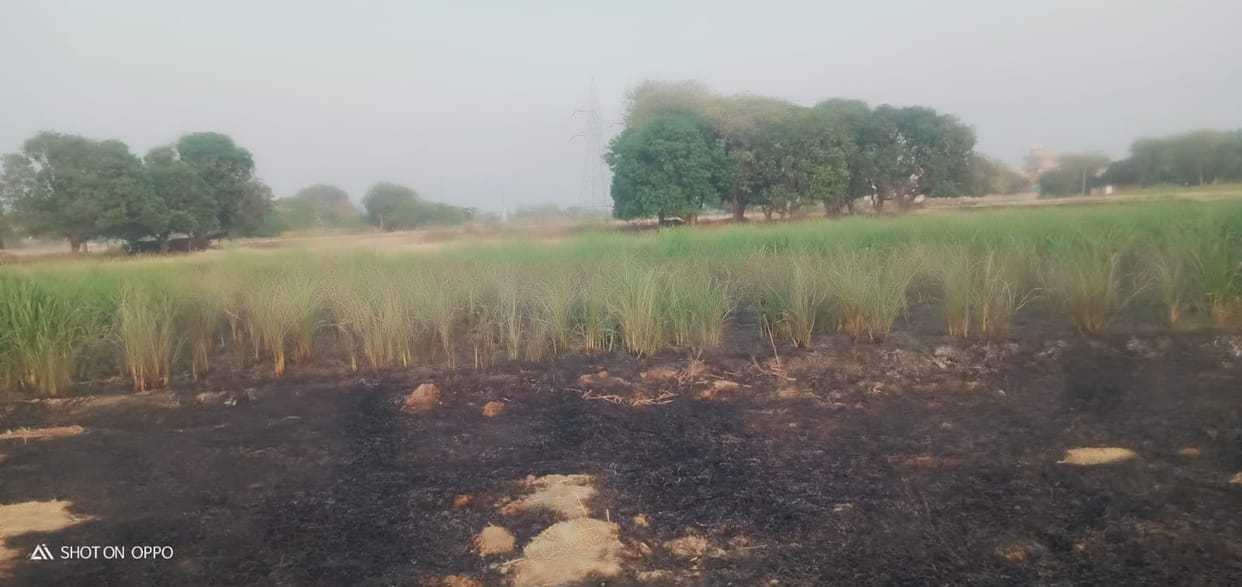 Fire broke out in the field, sugarcane seeds and crops burnt to ashes