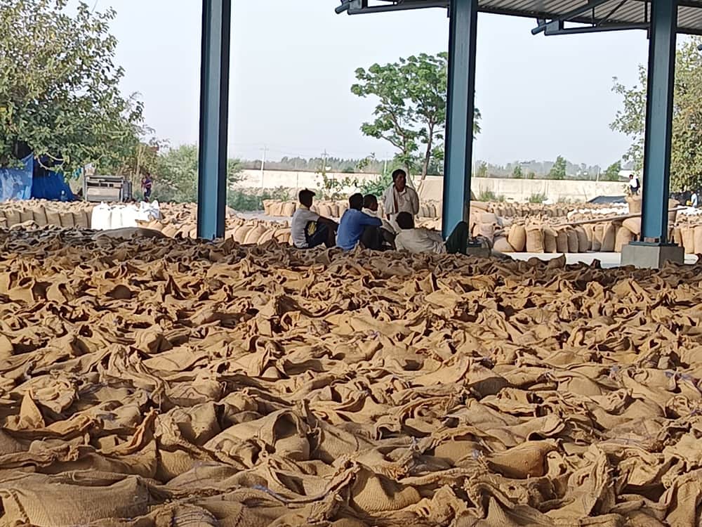 मूनक अनाज मंडी में रखी गेंहू की बोरियां। संवाद