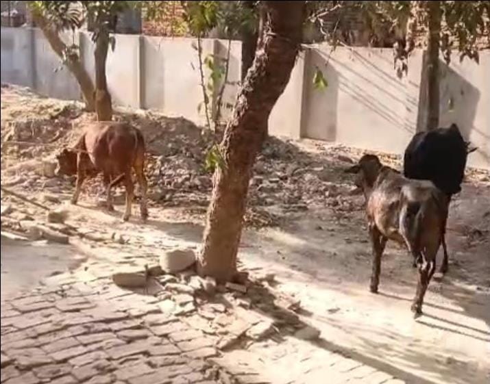 The bull reached the delivery room of the health center and was taken out by the villagers.