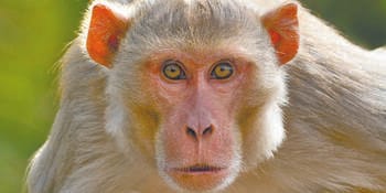 Kanpur News: Monkey Menace Grows, Departments Pass the Buck as Bite Cases Rise