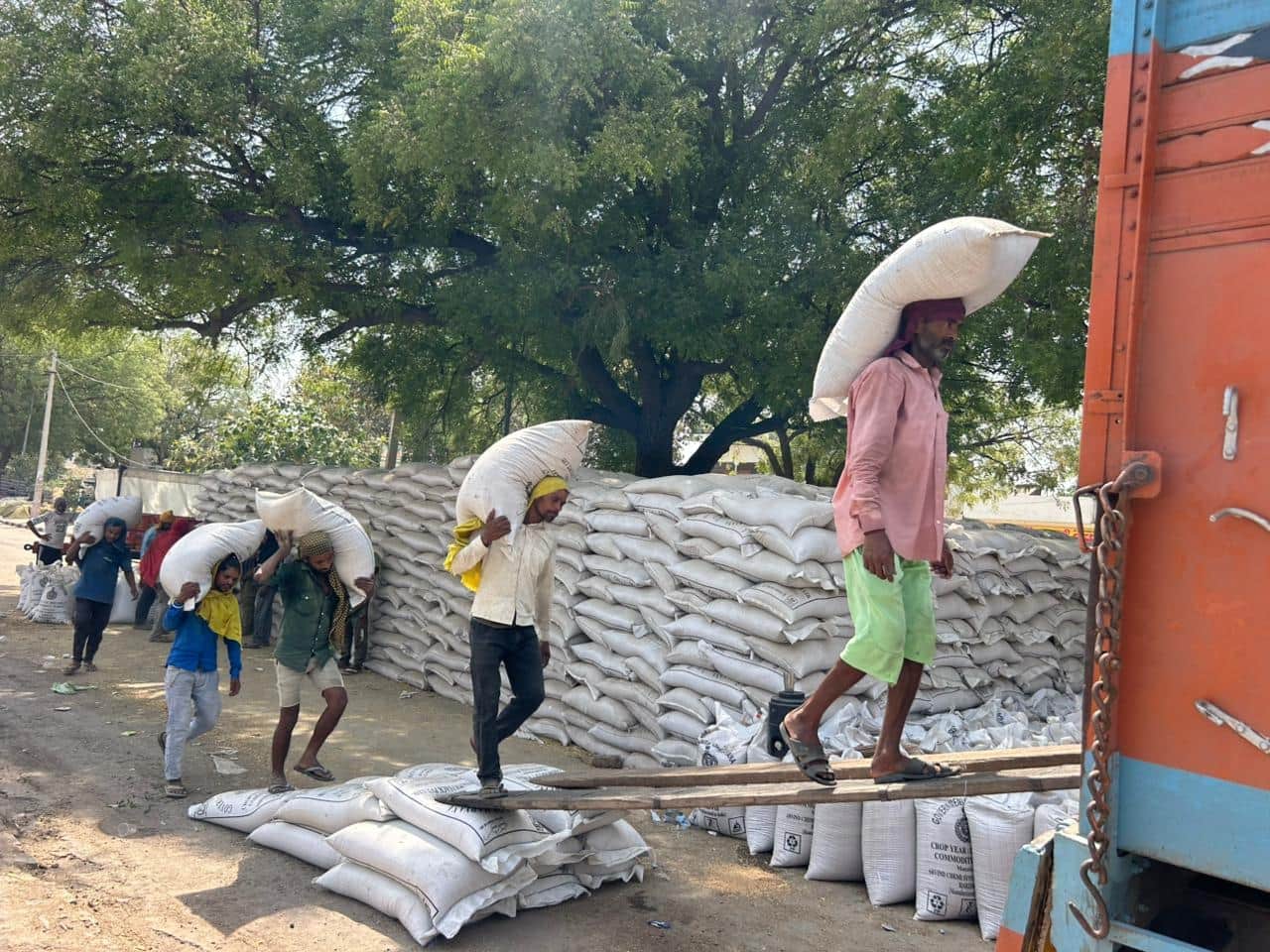 18-रोहतक नई अनाज मंडी में गेहूं का उठान करते मजदूर। संवाद