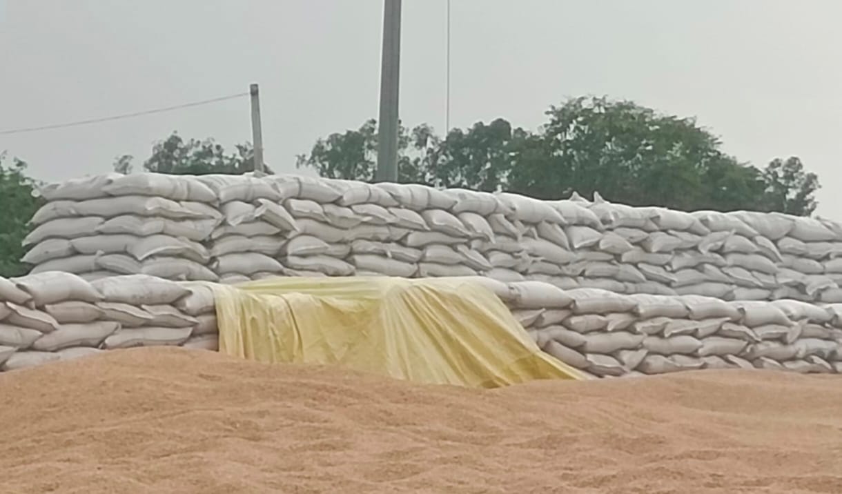 Farmers worried over slow wheat procurement