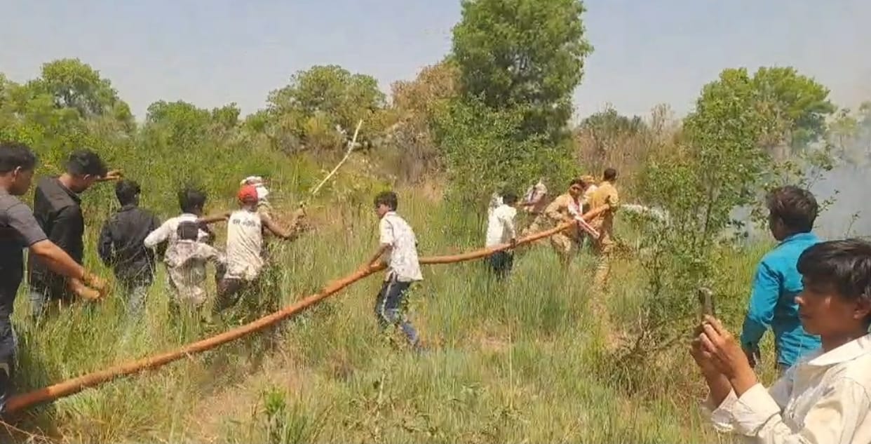 Forest fire burns trees, straw and ashes