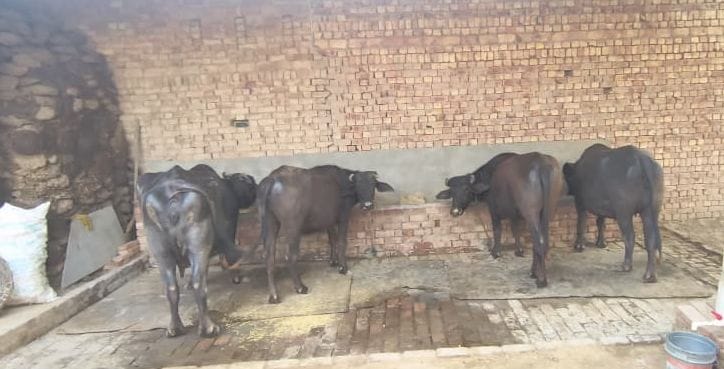 Green fodder and ventilated enclosures can prevent decline in milk production of animals: Vijay