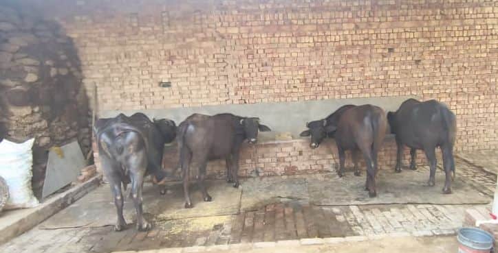 बवानीखेड़ा में किसान के घर पर  खड़ी भैंस।