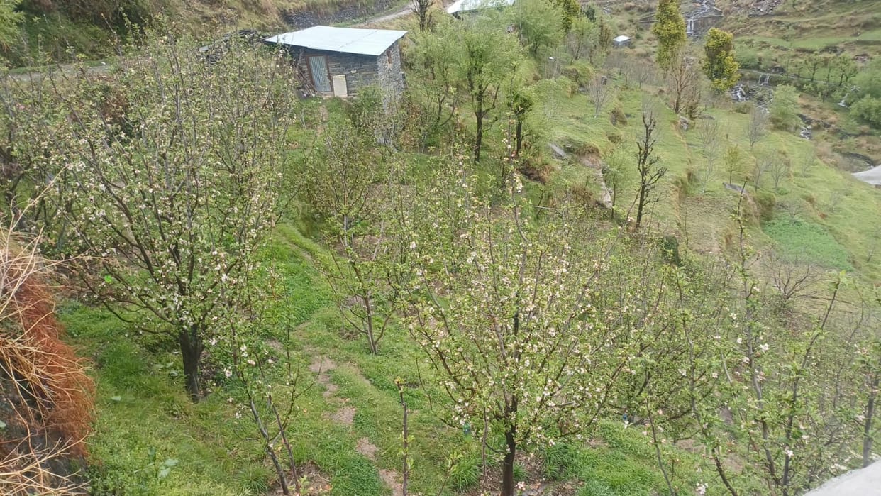 Apple orchards bloom late, leaving gardeners with gloomy faces